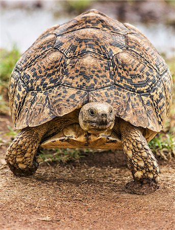 simsearch:862-08091506,k - Kenya, Laikipia County, Laikipia. A Leopard tortoise. Stockbilder - Lizenzpflichtiges, Bildnummer: 862-08090844