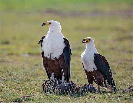 Kenya, Kajiado County, Amboseli National Park. A pair of Fish Eagles. Foto de stock - Con derechos protegidos, Código: 862-08090849