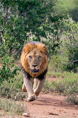 simsearch:862-07910840,k - Kenya, Laikipia County, Laikipia. A charging lion. Foto de stock - Con derechos protegidos, Código: 862-08090841