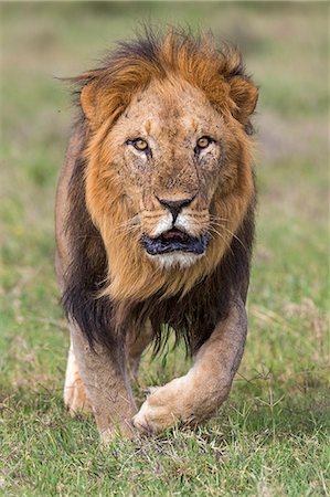 simsearch:862-08090843,k - Kenya, Laikipia County, Laikipia. A black-maned lion. Photographie de stock - Rights-Managed, Code: 862-08090842