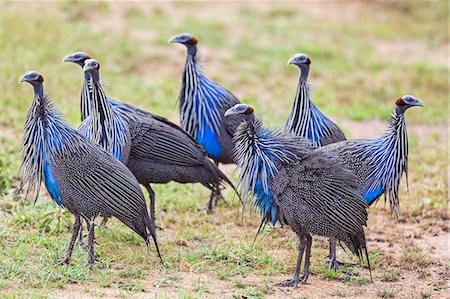 simsearch:862-08091506,k - Kenya, Laikipia County, Laikipia. A flock of Vulturine Guineafowl. Stockbilder - Lizenzpflichtiges, Bildnummer: 862-08090843