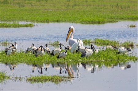 pélican blanc - Kenya, Kajiado County, Amboseli National Park. Water birds congregrate on floating grass in the swamps of Amboseli. Photographie de stock - Rights-Managed, Code: 862-08090857