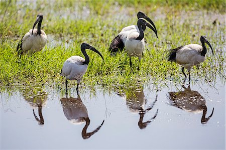 simsearch:862-08090843,k - Kenya, Kajiado County, Amboseli National Park. Sacred Ibis in the swamps of Amboseli. Photographie de stock - Rights-Managed, Code: 862-08090858