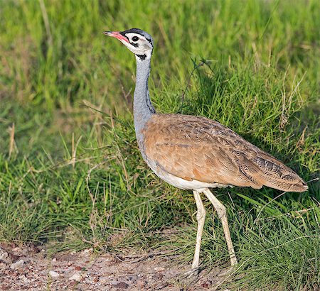 simsearch:862-08091506,k - Kenya, Kajiado County, Amboseli National Park. A White-bellied Bustard. Stockbilder - Lizenzpflichtiges, Bildnummer: 862-08090859