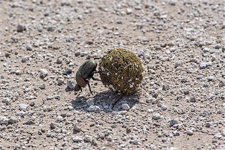 Kenya, Kajiado County, Amboseli National Park. A dung beetle rolls a dung ball across stony ground. Fotografie stock - Rights-Managed, Codice: 862-08090850