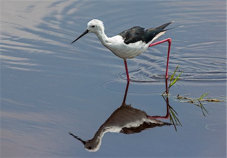 simsearch:862-08090004,k - Kenya, Kajiado County, Amboseli National Park. A Black-winged Stilt wading. Photographie de stock - Rights-Managed, Code: 862-08090851