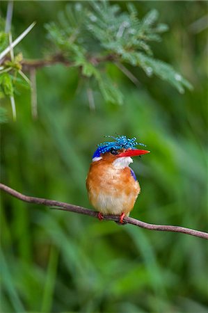 Kenya, Kajiado County, Amboseli National Park. A beautiful Malachite Kingfisher with its crown feathers raised. Stock Photo - Rights-Managed, Code: 862-08090853