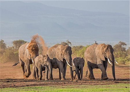 dust - Kenya, Kajiado County, Amboseli National Park. A family of African elephants on the move. Stock Photo - Rights-Managed, Code: 862-08090864