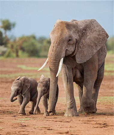 elephant calf - Kenya, Kajiado County, Amboseli National Park. A female African elephant with two small babies. Stock Photo - Rights-Managed, Code: 862-08090866