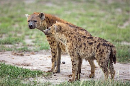 simsearch:862-08091506,k - Kenya, Kajiado County, Amboseli National Park. Spotted hyenas. Stockbilder - Lizenzpflichtiges, Bildnummer: 862-08090860