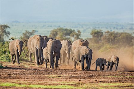 simsearch:862-06542229,k - Kenya, Kajiado County, Amboseli National Park. A herd of African elephants on the move. Photographie de stock - Rights-Managed, Code: 862-08090862