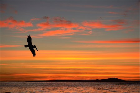 Pelican at sunrise, Sea of Cortez, La Ventanaz, Baja California, Mexico Foto de stock - Con derechos protegidos, Código: 862-08090902