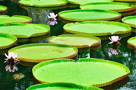 Blooming Water Lily, Victoria Regia, Sir Seewoosagur Rangoolam Botanical Garden, Pamplemousses, Mauritius, Indian Ocean Photographie de stock - Rights-Managed, Code: 862-08090958