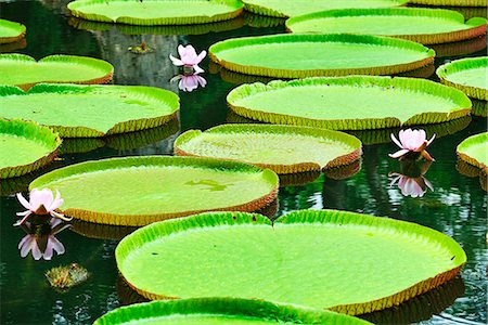 Blooming Water Lily, Victoria Regia, Sir Seewoosagur Rangoolam Botanical Garden, Pamplemousses, Mauritius, Indian Ocean Stock Photo - Rights-Managed, Code: 862-08090958