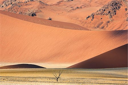 simsearch:862-08091421,k - Africa, Namibia, Namib Desert, Sossusvlei. A lone dead tree in the arid landscape. Fotografie stock - Rights-Managed, Codice: 862-08090961