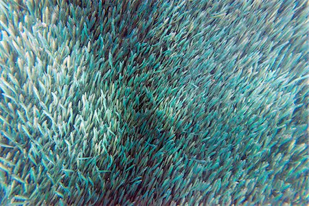 South East Asia, Philippines, The Visayas, Cebu, Moalboal, Panagsama Beach, shoal of sardines Foto de stock - Con derechos protegidos, Código: 862-08091032