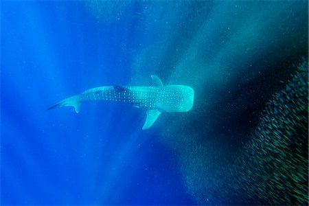 South East Asia, Philippines, The Visayas, Cebu, Moalboal, Panagsama Beach, shoal of sardines and Whale Shark (Rhincodon typus) Foto de stock - Con derechos protegidos, Código: 862-08091033