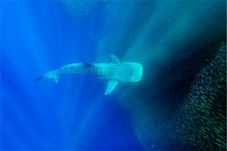 simsearch:614-06624878,k - South East Asia, Philippines, The Visayas, Cebu, Moalboal, Panagsama Beach, shoal of sardines and Whale Shark (Rhincodon typus) Foto de stock - Con derechos protegidos, Código: 862-08091033