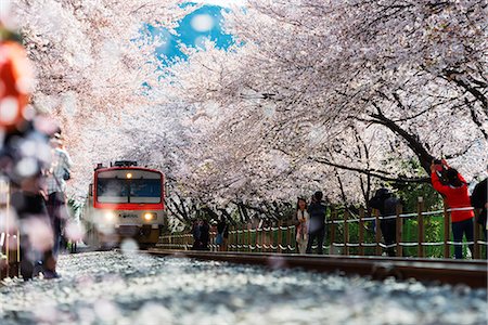 environment scenery people - Asia, Republic of Korea, South Korea, Jinhei, spring cherry blossom festival, tree lined train line Stock Photo - Rights-Managed, Code: 862-08091128