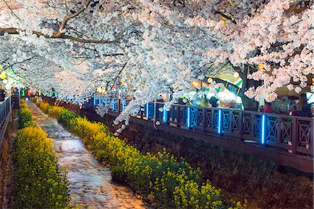 Asia, Republic of Korea, South Korea, Jinhei, spring cherry blossom festival Foto de stock - Con derechos protegidos, Código: 862-08091130