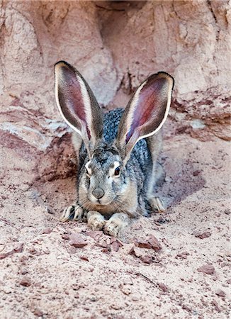 ear (all meanings) - U.S.A., Utah, Grand Staircase Escalante National Monument, Devil's Garden, Jackrabbit, Stock Photo - Rights-Managed, Code: 862-08091376