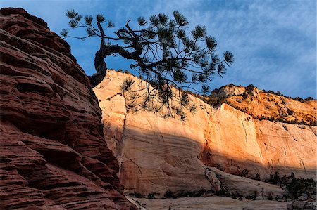 stati sud-occidentali - U.S.A., Utah, Zion National Park Fotografie stock - Rights-Managed, Codice: 862-08091391