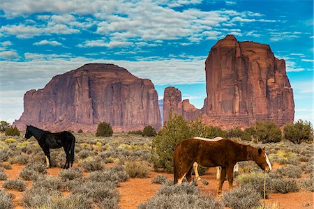 pferd (tier) - Horses grazing with buttes behind, Monument Valley Navajo Tribal Park, Arizona, USA Stockbilder - Lizenzpflichtiges, Bildnummer: 862-08091457