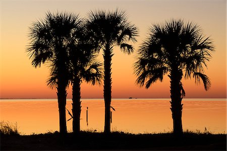 floride - USA, Florida, Franklin County, Gulf of Mexico, Apalachicola, St. George Island , palm trees after sunset, Photographie de stock - Rights-Managed, Code: 862-08091488