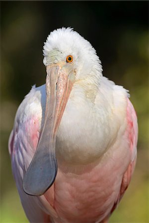 floride - USA, Florida, Citrus County, Homosassa Springs Wildlife State Park, The roseate spoonbill is a gregarious wading bird of the ibis and spoonbill family, Threskiornithidae Photographie de stock - Rights-Managed, Code: 862-08091494