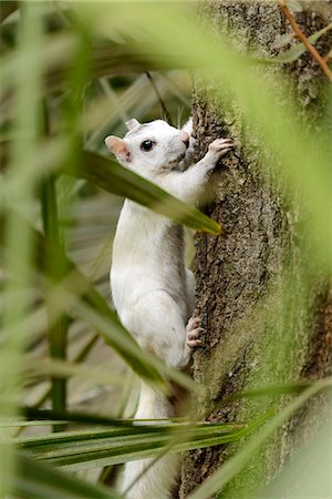 simsearch:862-08091487,k - USA, Florida, Tallahassee, Panhandle, Tallahasse Museum, White Squirrell Stockbilder - Lizenzpflichtiges, Bildnummer: 862-08091500