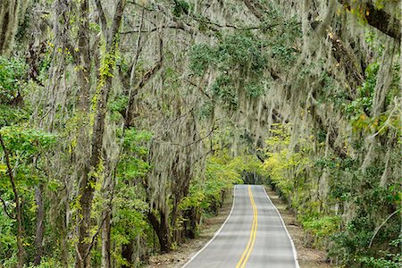 USA, Florida,Tallahassee, Panhandle, canopy road Foto de stock - Direito Controlado, Número: 862-08091503