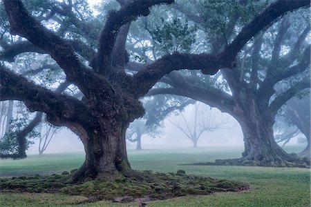 USA, Louisiana, St. James Parish, Vacherie, Oak Alley Plantation, live oak trees in the fog Photographie de stock - Rights-Managed, Code: 862-08091526