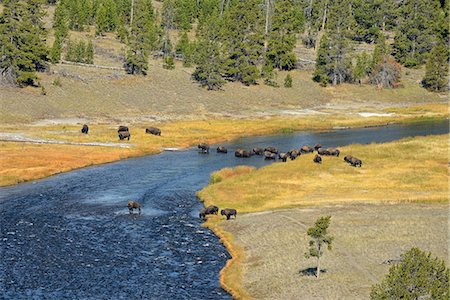 USA, Wyoming, Yellowstone National Park, Bison crossing firehole river Photographie de stock - Rights-Managed, Code: 862-08091570