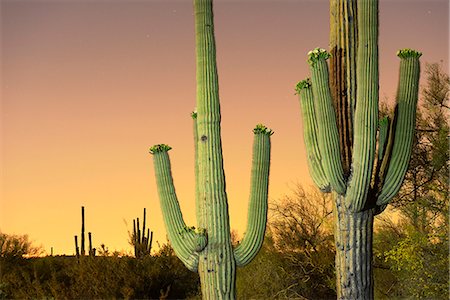 saguaro-kaktus - USA, Arizona, Phoenix, light pollution outside of Phoenix Stockbilder - Lizenzpflichtiges, Bildnummer: 862-08274054