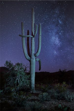 saguaro-kaktus - USA, Arizona, Tucson, Saguaro National Park, Cactus with milky way at night Stockbilder - Lizenzpflichtiges, Bildnummer: 862-08274058