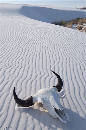 simsearch:862-08720048,k - USA, Southwest, New Mexico, Bison skull at white sands national monumnt Foto de stock - Con derechos protegidos, Código: 862-08274061