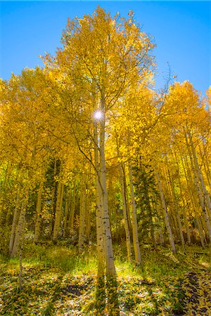 USA, Colorado, San Miguel County, San Juan Mountains, Telluride in Autumn Stock Photo - Rights-Managed, Code: 862-08274082