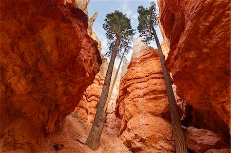 Bryce Canyon National Park, Utah, USA. view of two trees and hoodoos Photographie de stock - Rights-Managed, Code: 862-08274097