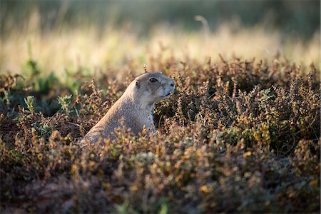 USA, Wyoming, Devils Tower, National Monument, Cynomys ludovicianus, Black tailed prairie dog Stock Photo - Rights-Managed, Code: 862-08274109