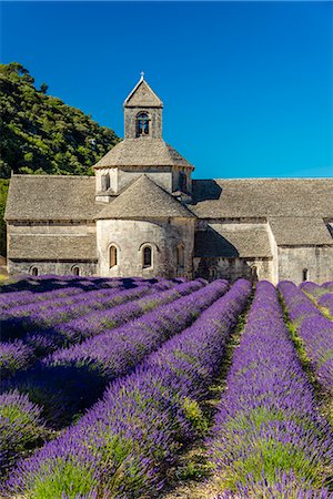 Senanque Abbey or Abbaye Notre Dame de Senanque with lavender field in bloom, Gordes, Provence, France Photographie de stock - Rights-Managed, Code: 862-08273094