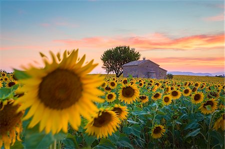 Provence, Valensole Plateau, France, Europe. Lonely farmhouse in a field full of sunflowers, lonely tree, sunset. Stock Photo - Rights-Managed, Code: 862-08273124