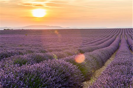 simsearch:862-08273132,k - Provence, France, Europe. Purlple lavander field full of flowers, natural light on a summer day, sunset. Valensole Plateau Stock Photo - Rights-Managed, Code: 862-08273122