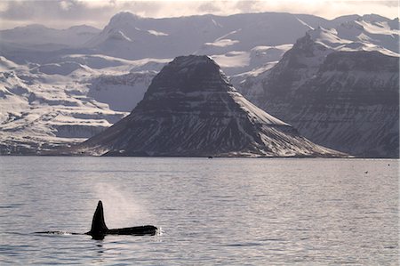 Orcas off the coast of the Snaefellsnes Peninsula, Iceland, with the mountain of Kirkjufell (near Grundarfjordur) in the background, photographed in March Photographie de stock - Rights-Managed, Code: 862-08273226