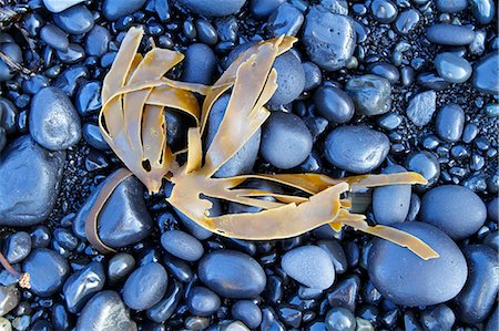 simsearch:400-03947078,k - A strand of kelp washed up on a beach of black basalt pebbles at Djupalonssandur, Snaefellsnes Peninsula, Iceland. Stock Photo - Rights-Managed, Code: 862-08273227