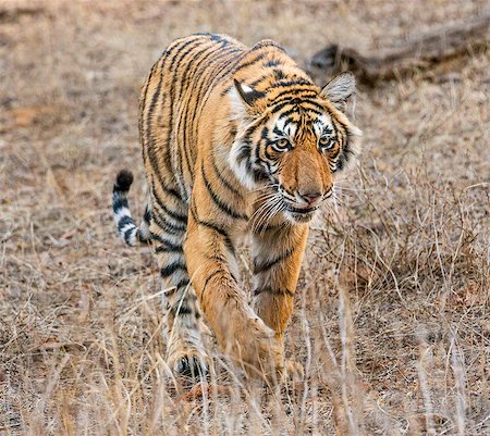 India, Rajasthan, Ranthambhore.  A one year old Bengal tiger cub walks through dry grassland in the early morning. Stock Photo - Rights-Managed, Code: 862-08273235