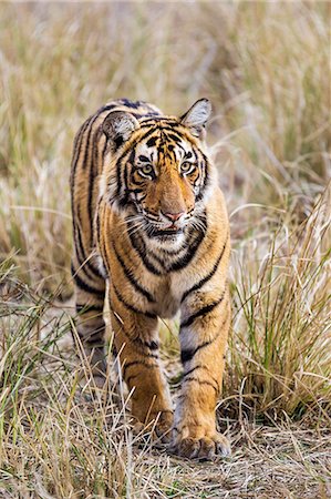 simsearch:862-08090014,k - India, Rajasthan, Ranthambhore.  A one year old Bengal tiger cub walks purposefully through dry grassland. Foto de stock - Con derechos protegidos, Código: 862-08273237