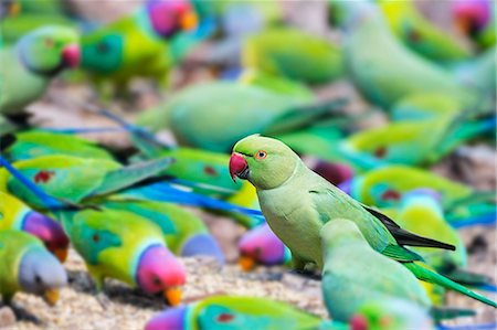 papagaio (pássaro) - India, Rajasthan, Ranthambhore.  A female Rose ringed Parakeet feeds among a flock of rose ringed and Plum headed Parakeets. Foto de stock - Direito Controlado, Número: 862-08273230