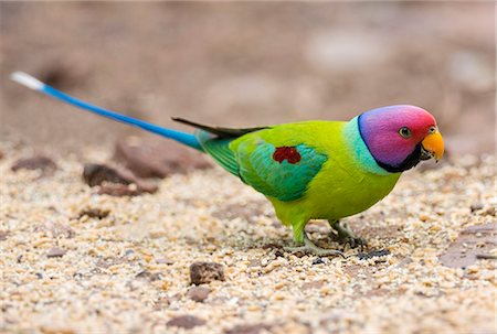 papagaio (pássaro) - India, Rajasthan, Ranthambhore.  A Plum headed Parakeet feeds on the ground. Foto de stock - Direito Controlado, Número: 862-08273231