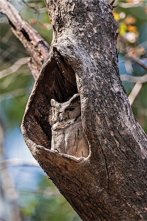 ranthambore national park - India, Rajasthan, Ranthambhore.  A Collared Scops Owl rests in a tree hollow during the day. Stock Photo - Rights-Managed, Code: 862-08273232