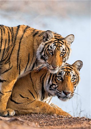 India Rajasthan, Ranthambhore.  A female Bengal tiger with one of her one year old cubs. Photographie de stock - Rights-Managed, Code: 862-08273244